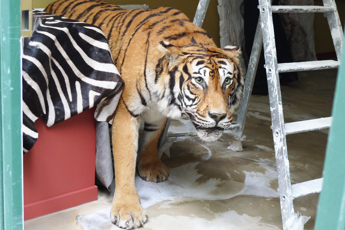 tigre_bengale