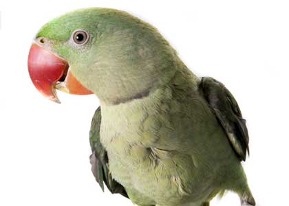 Mani-perroquet