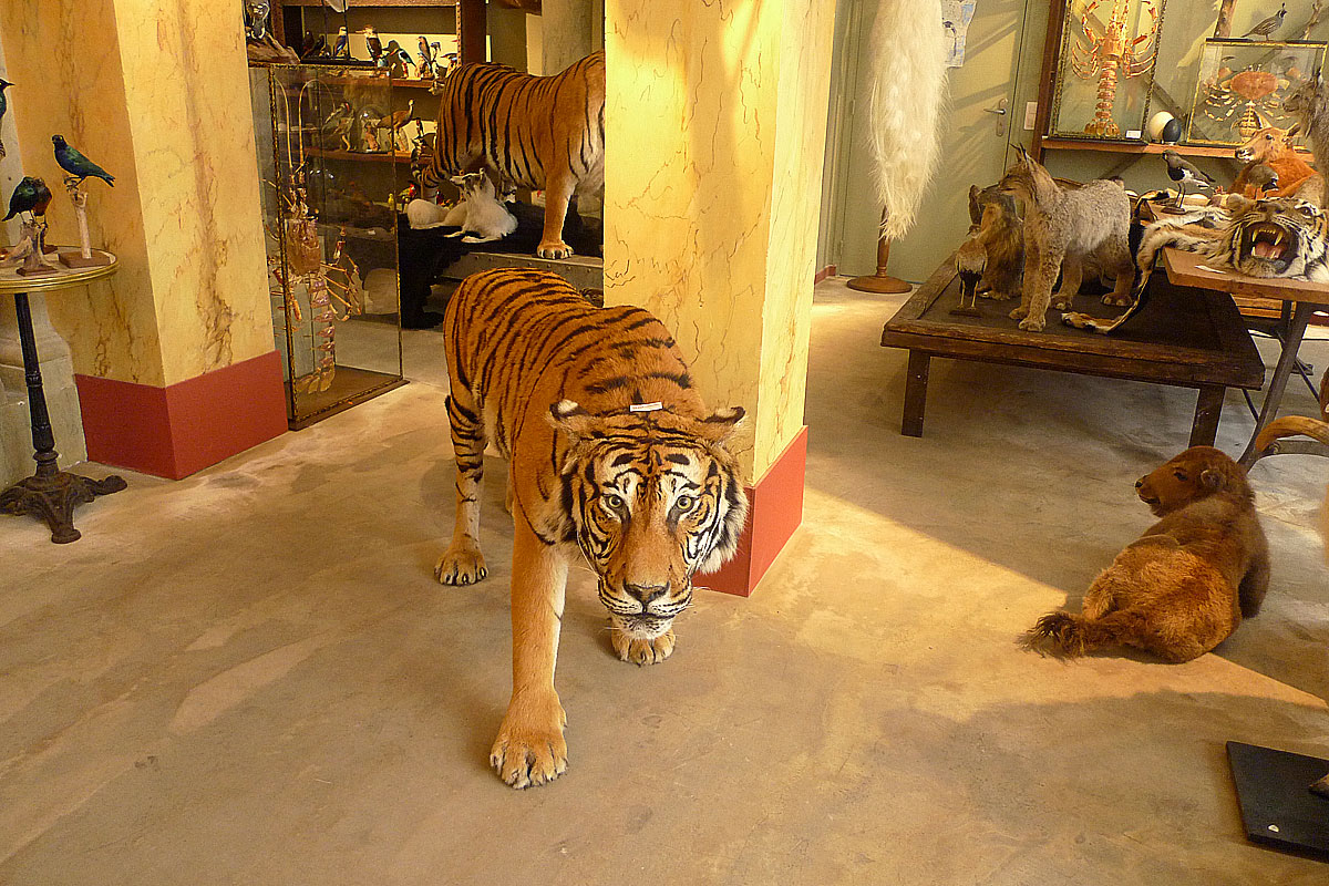 Tigre