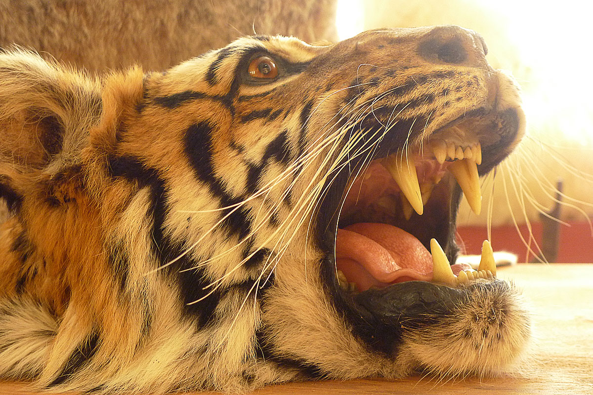 gueule tigre