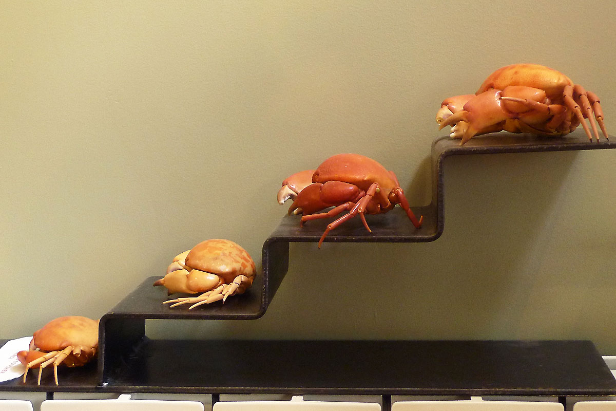 Crabes