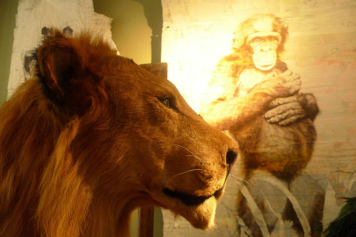 Roi Lion