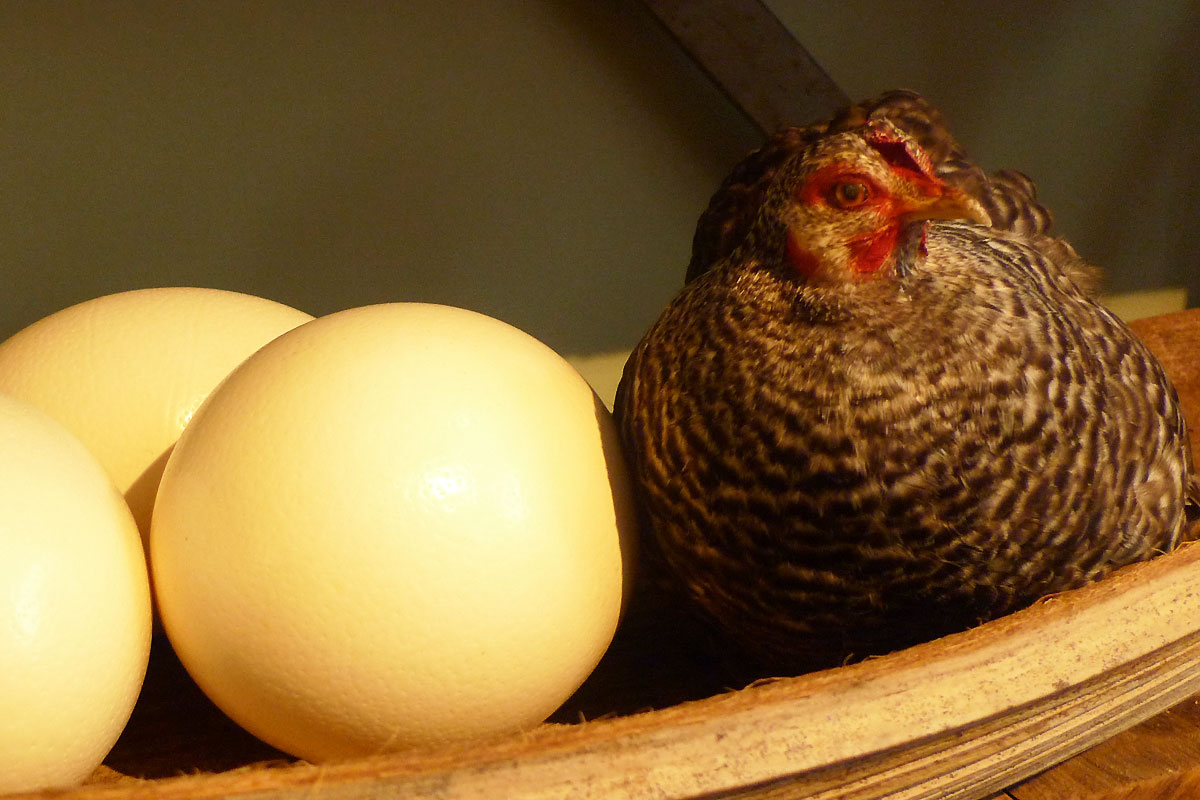 Poule Oeufs