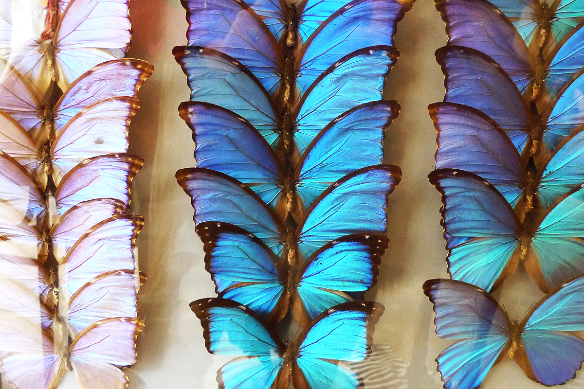 Papillons