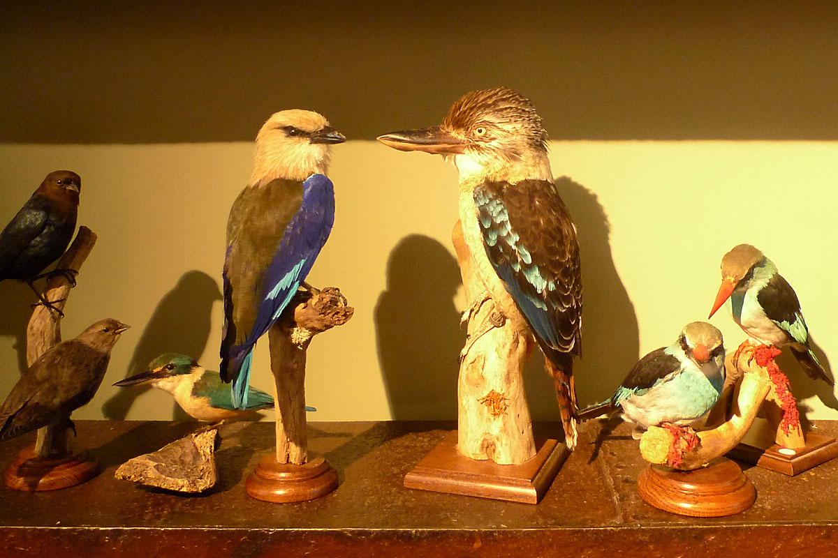 Oiseaux