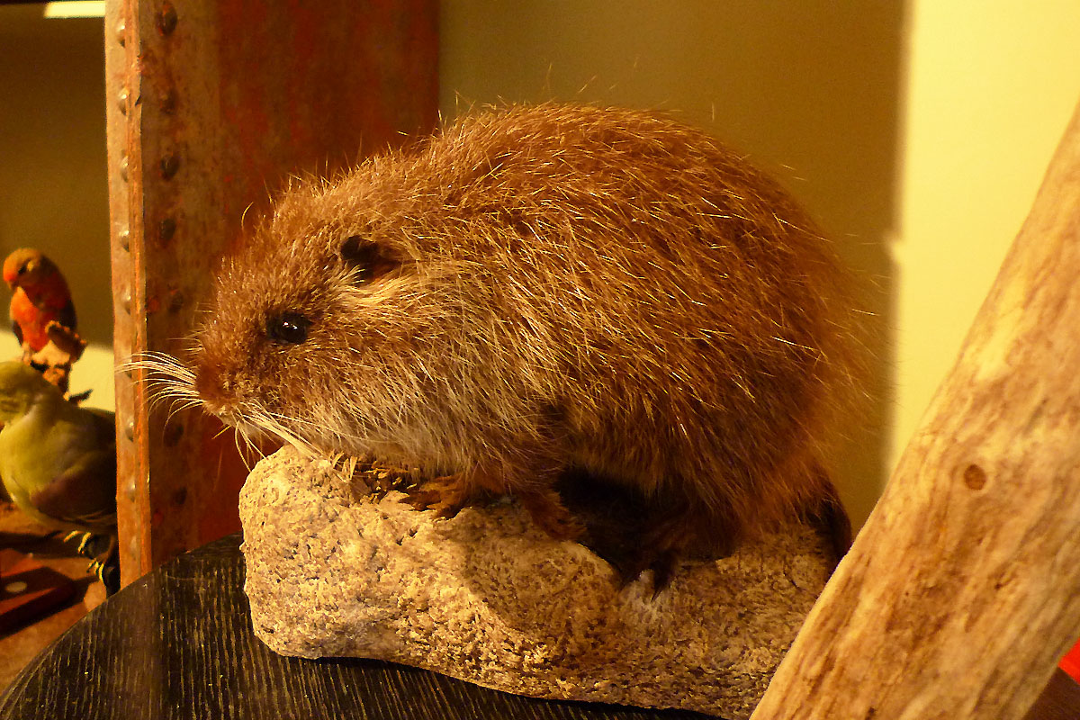 Minirisson
