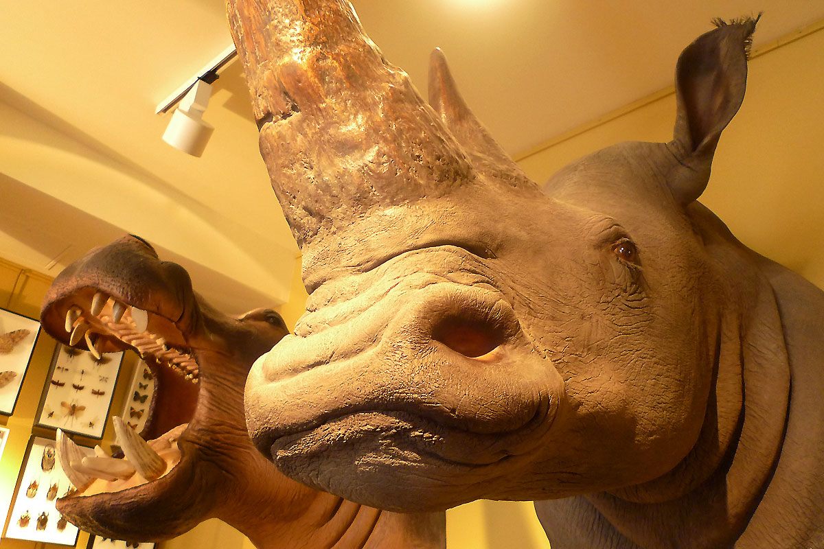 Rhino et Hippo