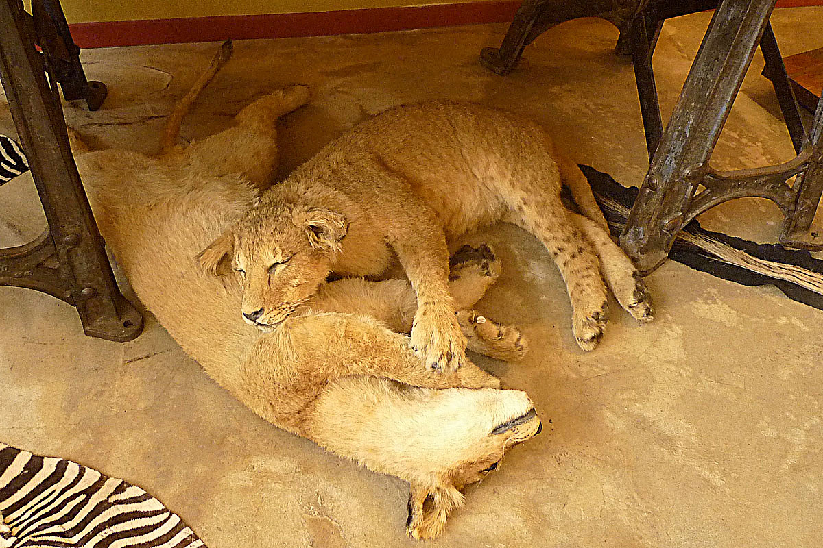 Lionceaux